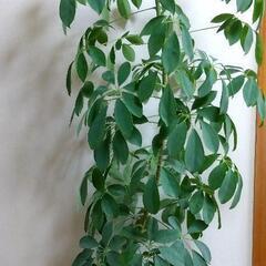 カポック　観葉植物　インテリア　植物　育てやすいの画像