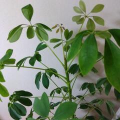カポック　観葉植物　インテリア　植物　育てやすい