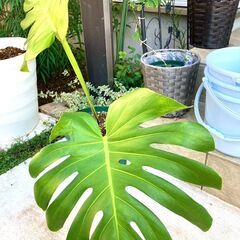 【観葉植物】モンステラ（デシリオーサ）8号スリット鉢付き