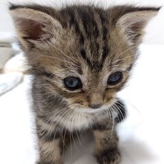 キジトラ男の子　里親さん募集いたします