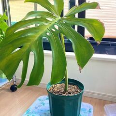 【観葉植物】モンステラ（デシリオーサ）8号スリット鉢付き②