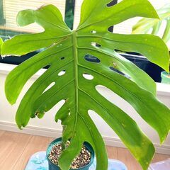 【観葉植物】モンステラ（デシリオーサ）6号スリット鉢付き