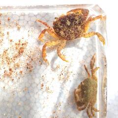 イソガニ　イワガニ　16匹　販売　海水魚　カニ　磯ガニ　岩ガニ　甲殻類の画像