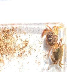 イソガニ　イワガニ　16匹　販売　海水魚　カニ　磯ガニ　岩ガニ　甲殻類の画像