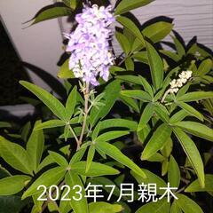 セイヨウニンジンボクの鉢植えをお売りします