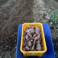 ⑥🍠安納芋🍠たっぷり4kg‼️🍠天ぷら🍠芋ご飯🍠大学芋🍠焼き芋🍠