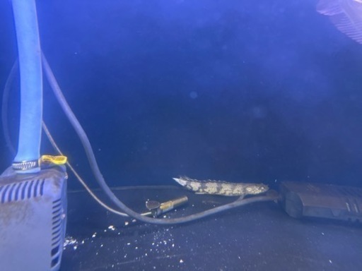 生体と1000Wサーモスタット