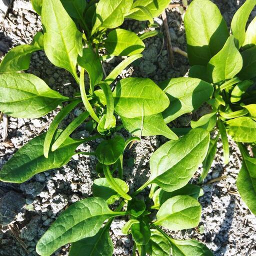 ほうれん草が食べたい！常夜鍋が旨い。