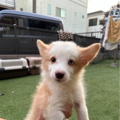 【飼い主様決まりました】ボーダーコリーのちくわくん🪄