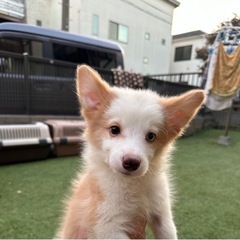 【飼い主様決まりました】ボーダーコリーのちくわくん🪄 - 八千代市
