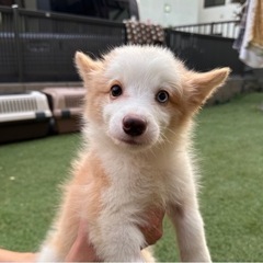 【飼い主様決まりました】ボーダーコリーのちくわくん🪄 - 犬