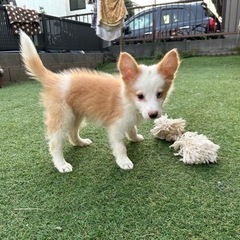 【飼い主様決まりました】ボーダーコリーのちくわくん🪄 − 千葉県