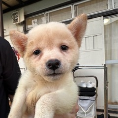 【飼い主様決まりました】ポメ×柴のジェリーくん🫧