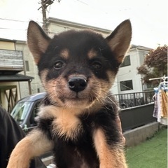 【飼い主様決まりました】ポメ×柴のトムくん🚗