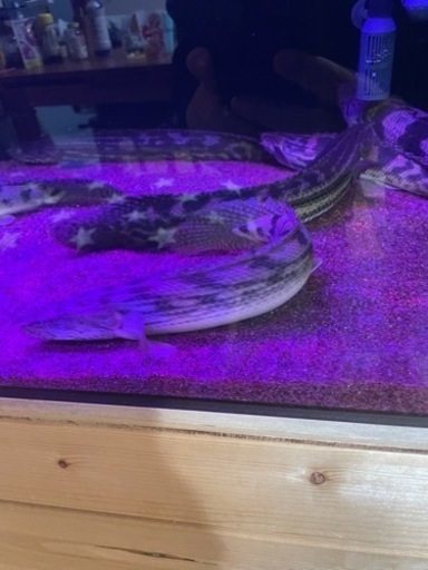 タンガニイカコンギクス