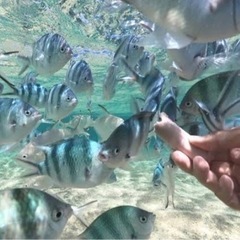 １１月２日１４時前後🐟がぶつかる程多いビーチに行きませんか？？