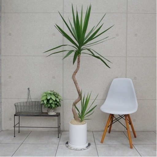 樹形◎ 大型ユッカ　180センチ