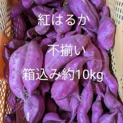 紅はるか　⑧さつまいも　不揃い　訳あり　箱込み約10kgの画像
