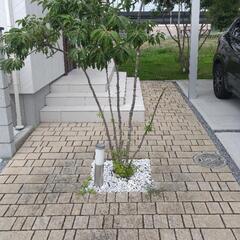 植木撤去、インターロッキング