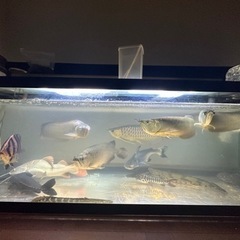 熱帯魚‼️ 生体無料引き取り