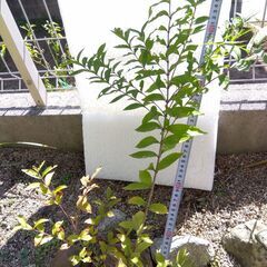 F）コムラサキシキブ 紫式部 実生苗 庭植え抜き苗　樹高約60cm(SOLD OUT)の画像