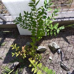 F）コムラサキシキブ 紫式部 実生苗 庭植え抜き苗　樹高約60cm(SOLD OUT)の画像