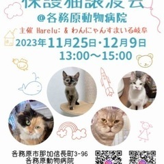 @各務原 🐱 保護猫譲渡会
