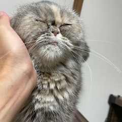 愛嬌たっぷりエキゾチック⭐︎おーるちゃん - 安曇野市