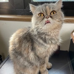 愛嬌たっぷりエキゾチック⭐︎おーるちゃん