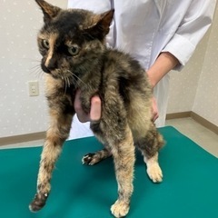 交通事故猫。飼い主見つかりました。の画像
