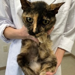 交通事故猫。飼い主見つかりました。 - 八代市