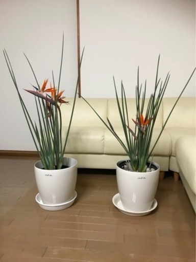 ジャンセア　ストレリチア