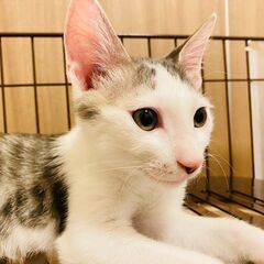 11／5　ねこの譲渡会・南生涯学習センター