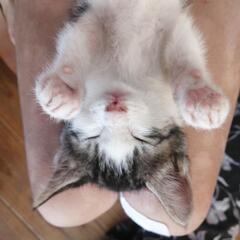 子猫二匹です。里親募集中