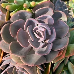 多肉植物の画像