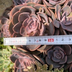 多肉植物の画像