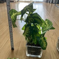 【総額4500円相当】フェイクグリーン5点セットの画像