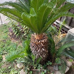 金環蘇轍【引き取り限定】🌴