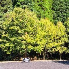 しいたけ　原木栽培　無人販売の画像
