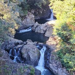 しいたけ　原木栽培　無人販売の画像