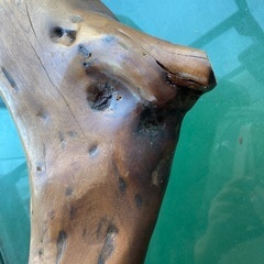 値下げ　流木オブジェの画像