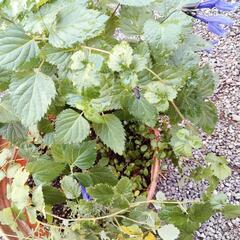 植物あれこれ！の画像