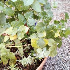 植物あれこれ！の画像