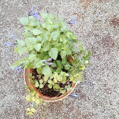 植物あれこれ！の画像