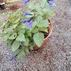 植物あれこれ！