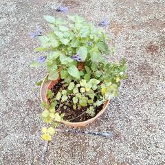 植物あれこれ！の画像