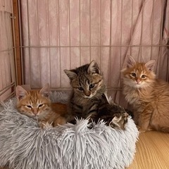 里親様決定！募集終了しました。仔猫４匹、里親さん募集。 - 大津市