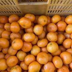 パクっと一口小玉ちゃん。🍊10キロ紀州和歌山下津産　蔵出し🍊小玉みかん　の画像