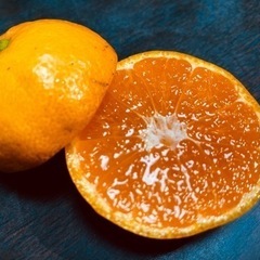 パクっと一口小玉ちゃん。🍊10キロ紀州和歌山下津産　蔵出し🍊小玉みかん　の画像