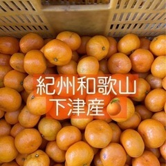 パクっと一口小玉ちゃん。🍊10キロ紀州和歌山下津産　蔵出し🍊小玉みかん　の画像